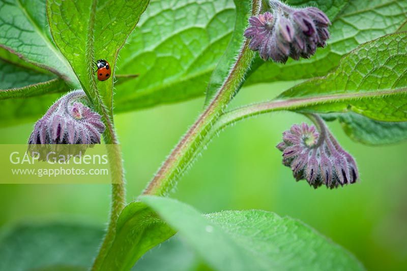 Symphytum x uplandicum - Russian Comfrey with ladybird. Blue or purple Comfrey. 
