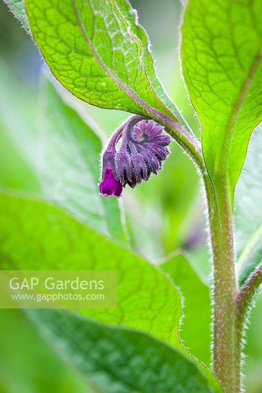 Symphytum x uplandicum- Russian Comfrey. Blue or purple Comfrey. 