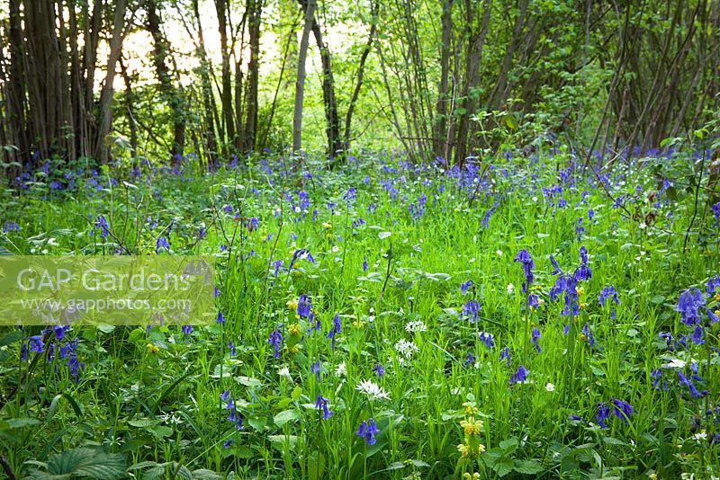 Bluebells in a wood near Sissinghurst with stitchwort, wild garlic and archangel. Hyacinthoides non-scripta