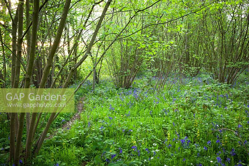 Bluebells in a wood near Sissinghurst with stitchwort, wild garlic and archangel. Hyacinthoides non-scripta