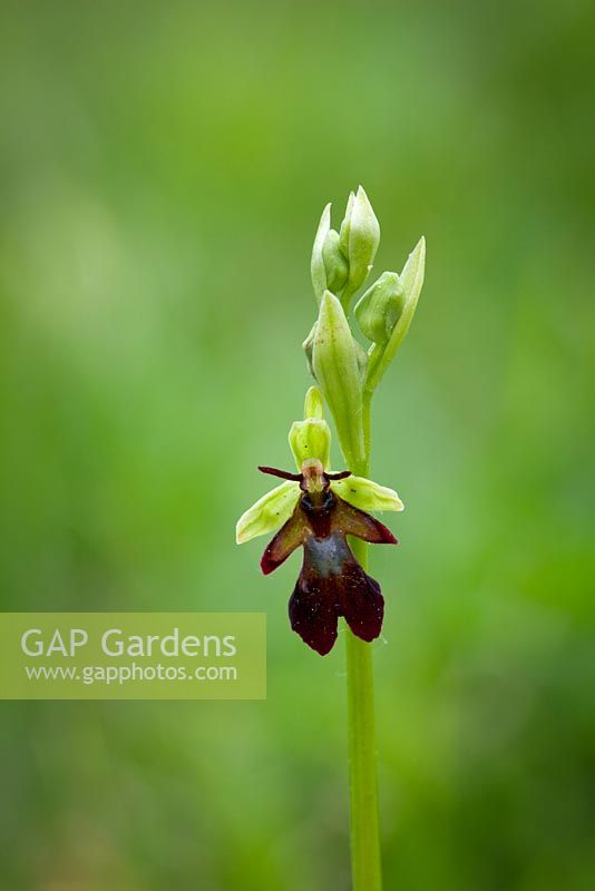 Ophrys insectifera - Fly Orchid. 