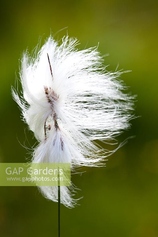 Eriophorum angustifolium - Bog Cotton, Common Cotton Grass. 
