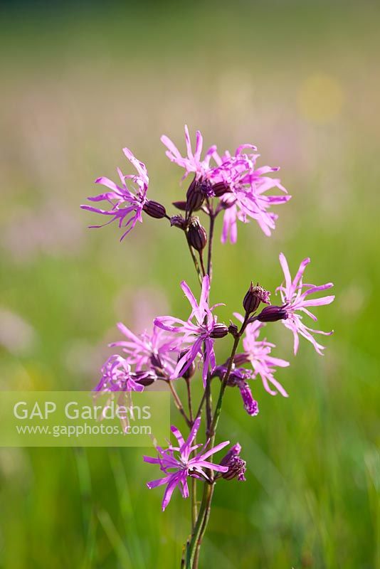 Lychnis flos-cuculi - Ragged robin. 