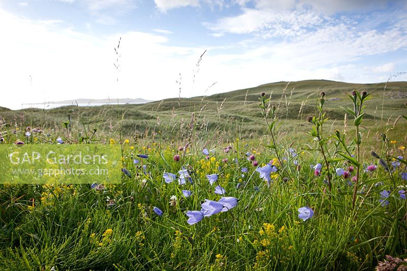 Campanula rotundifolia, Trifolium pratense and Galium verum - Scottish Bluebell, Harebell, Red and White Clover and Ladys Bedstraw on South Harris, Outer Hebrides. 