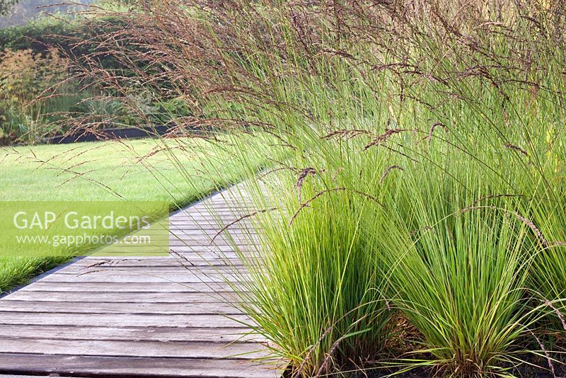 Molinia caerulea 'Edith Dudszus'