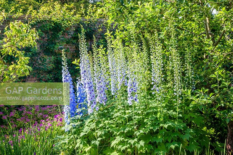 Delphiniums in the Walled Garden, Highgrove July 2013. 