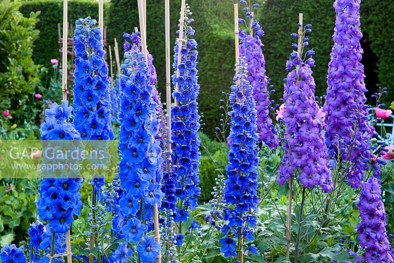 Delphiniums in The Sundial Garden, Highgrove July 2013.