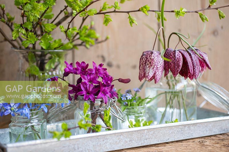 Floral display of Fritillaria meleagris, Myosotis, Scilla and Hyacinth 'Woodstock' with Hawthorn foliage