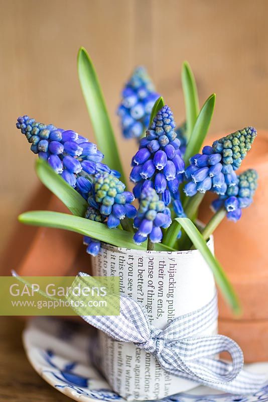 Floral display of Muscari wrapped in pages from a book, bound with ribbon.