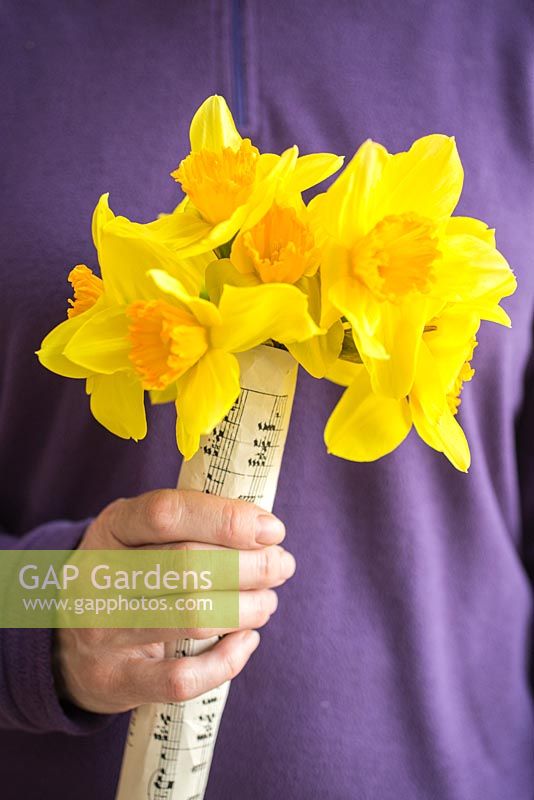 Woman holding bunch of Daffodils wrapped in music sheet paper