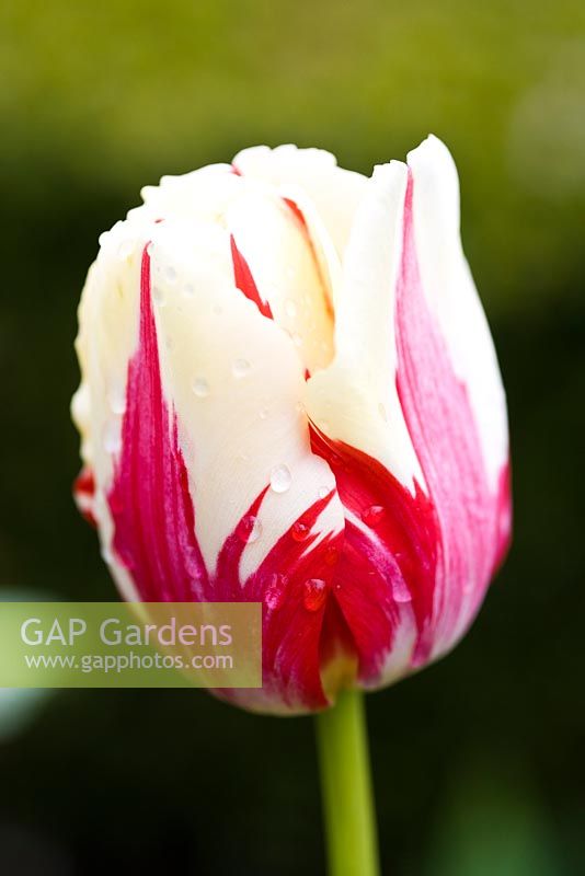 Tulipa 'World Expression' 5