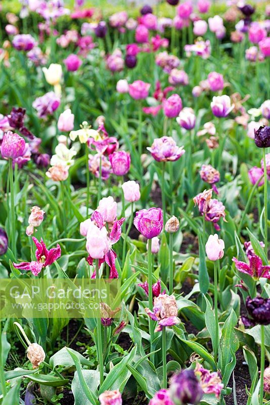 Botrytis blight - Tulipa - tulip fire