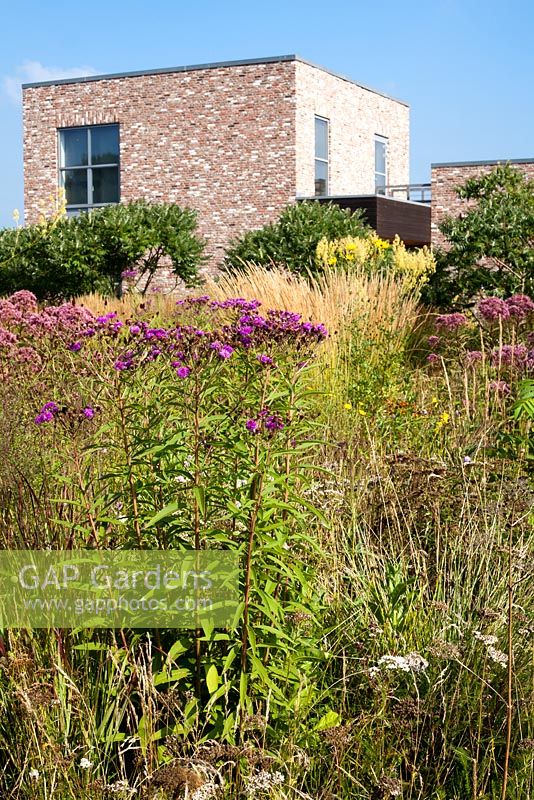 Summer borders. Calamagrostis 'Karl Foerster', Vernonia noveboraciensis, Eupatorium  'Riesenschirm'. Piet Oudolf garden.