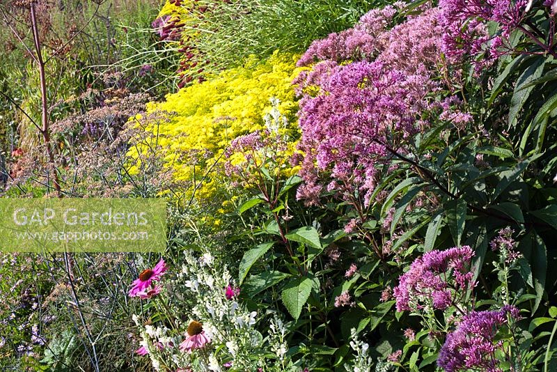 Sanguisorba tenuifolia, Eupatorium riesenschirm, Solidago Golden Mosa, Echinacea purpurea, Foenicum vulgare. Piet Oudolf garden Hummelo.