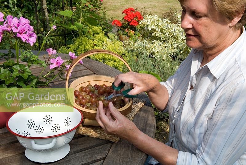 Woman 'topping and tailing' gooseberries ready for cooking, whilst seated at garden table