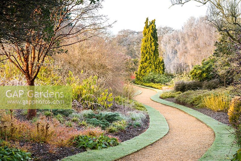 Winter Garden with Acer griseum, various cornus and rubus and Chamaecyparis lawsoniana 'Winston Churchill' as a focal point.