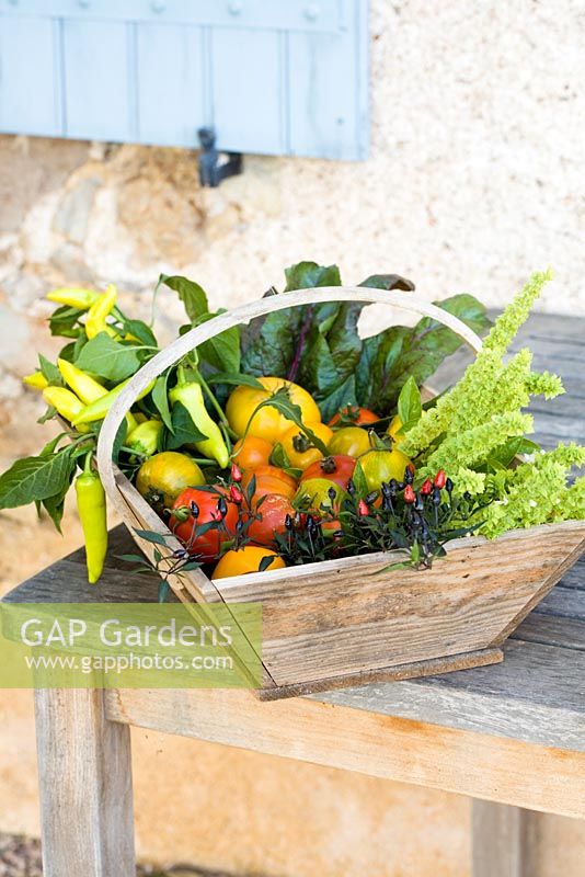 Trug filled with garden produce including tomatoes and chillies