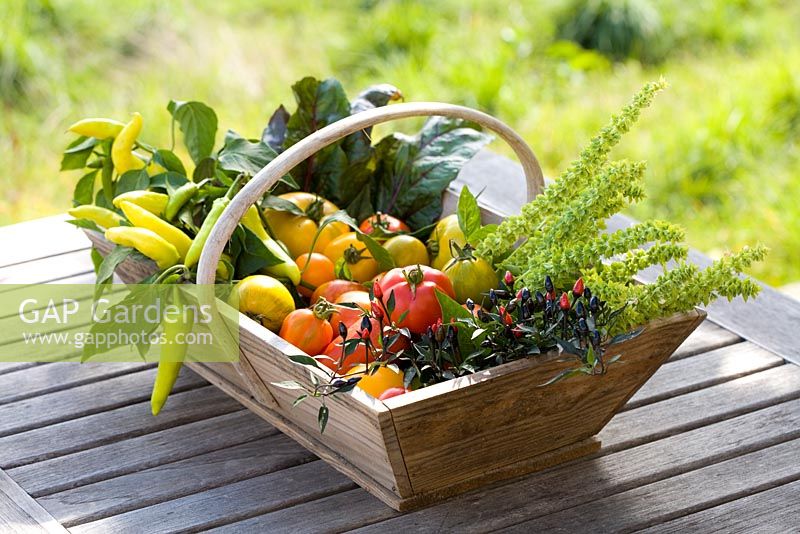 Trug filled with garden produce including tomoatoes and chillies