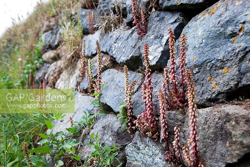  Umbilicus rupestris - Navelwort, Wall pennywort, growing wild in a wall on The Lizard, Cornwall.