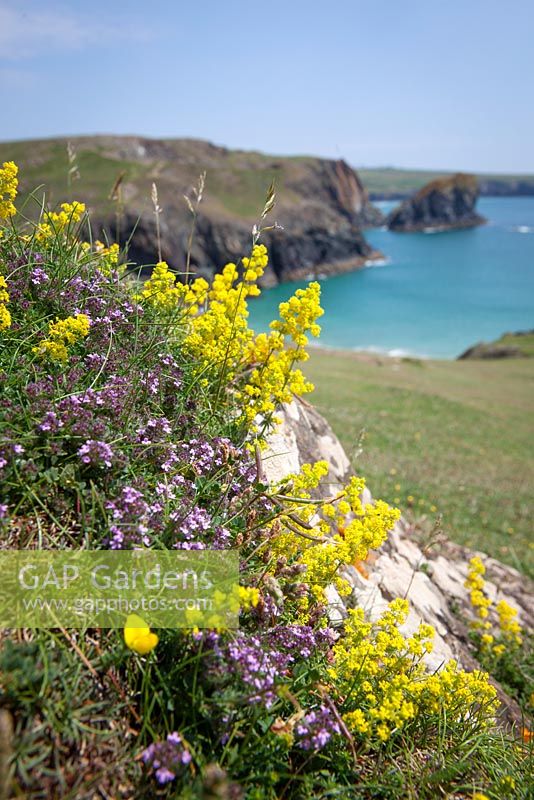 Galium verum, Thymus polytrichus - Lady's Bedstraw growing with Common Thyme on The Lizard peninsula, Cornwall. 