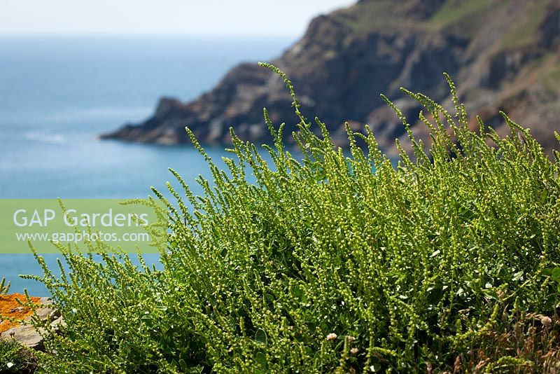Beta vulgaris subsp. maritima  - Sea Beet, Sea Spinach. growing on the cliffs on The Lizard peninsula, Cornwall