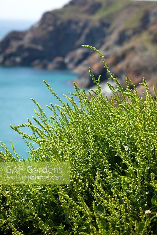 Beta vulgaris subsp. maritima  - Sea Beet, Sea Spinach. growing on the cliffs on The Lizard peninsula, Cornwall
