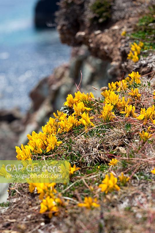  Genista tinctoria ssp littoralis - Prostrate form of Dyer's Greenweed growing on cliffs at the Lizard.