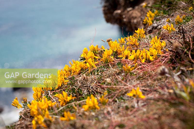Genista tinctoria ssp littoralis - Prostrate form of Dyer's Greenweed growing on cliffs at the Lizard. 