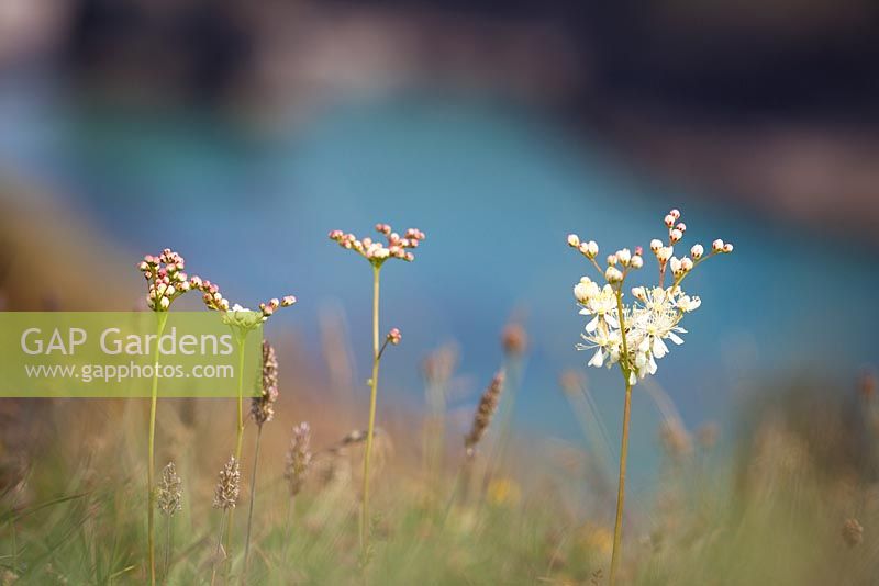  Filipendula vulgaris - Dropwort or Fern-leaf Dropwort growing on the cliffs on The Lizard peninsula, Cornwall.