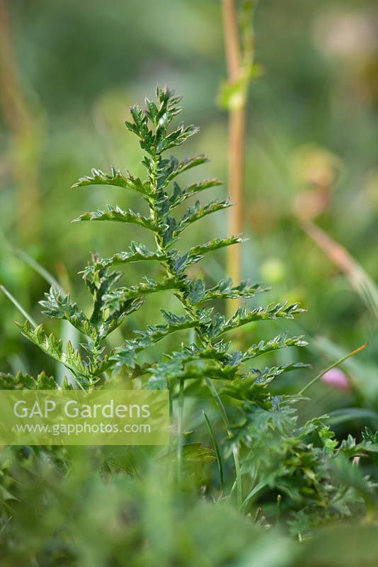 Filipendula vulgaris - Foliage of Dropwort or Fern-leaf Dropwort growing on the cliffs on The Lizard peninsula, Cornwall. 