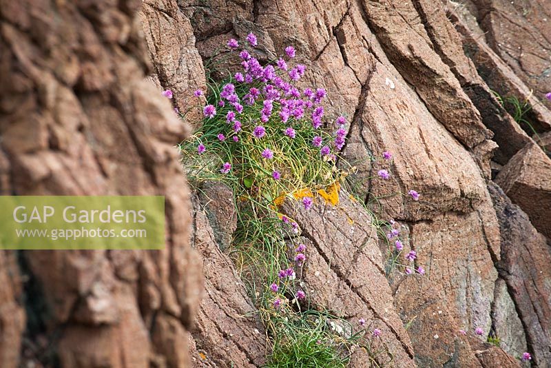 Allium schoenoprasum - Wild Chives growing on cliffs near the Lizard Peninsula, Cornwall. 