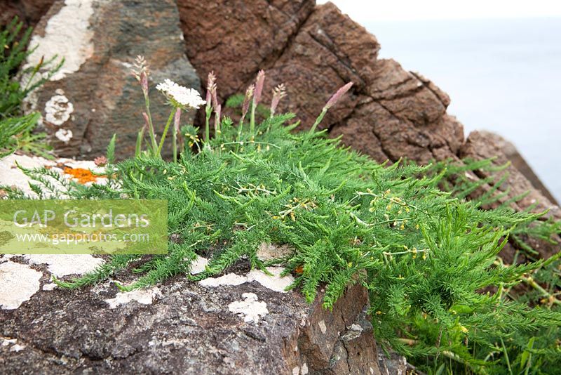 Asparagus prostratus - Wild Asparagus growing on cliffs on The Lizard Peninsula, Cornwall. 