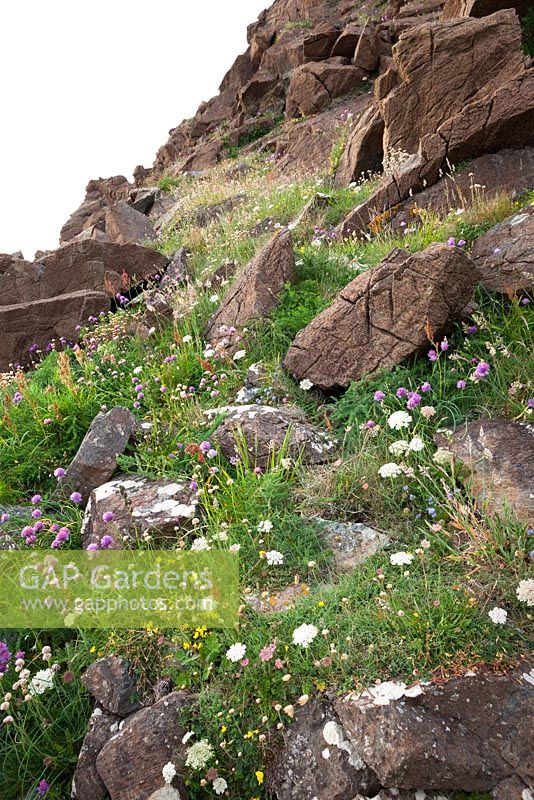 Wildflowers growing on cliffs at The Lizard Peninsula, Cornwall. Including chives, wild carrot, sorrel