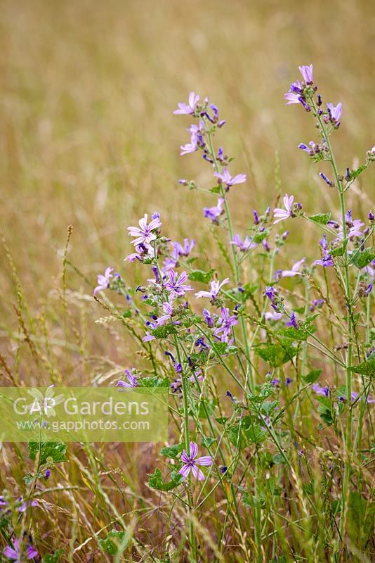 Malva sylvestris - Common mallow growing wild in a field. 