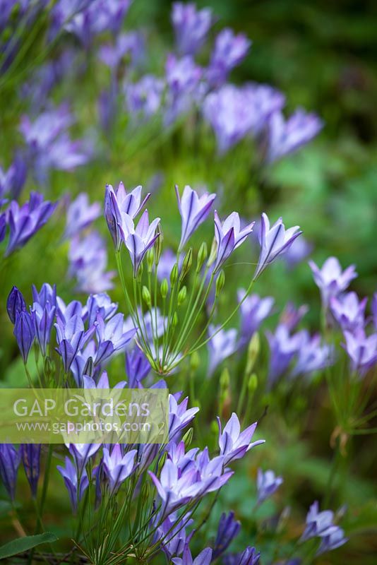 Triteleia laxa 'Koningin Fabiola'. Triteleia 'Queen Fabiola' syn. Brodiaea laxa