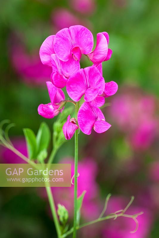 Lathyrus latifolius AGM. Everlasting Pea