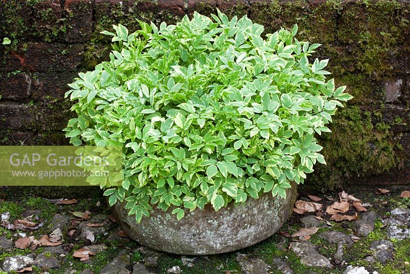 Aegopodium podagraria 'Variegatum'. Controlling invasive variegated ground elder by growing it in a stone trough at Bosvigo Gardens, Cornwall