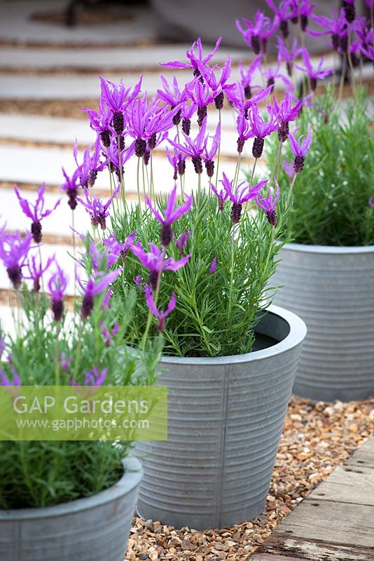 Lavandula stoechas - French lavender, Spanish lavender  growing in galvanised metal pots at the RHS Chelsea Flower Show 2013
