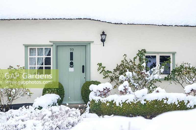 Thatched house in winter. Front door with  box balls, box hedging and roses.