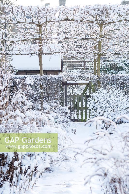 Garden in snow with gate in hedge and pleached field maples