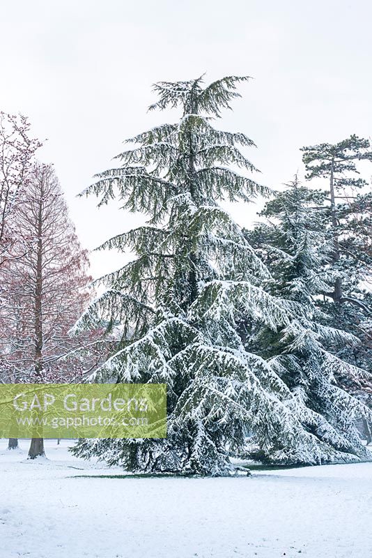 Cedrus deodara. Mature tree in winter with snow