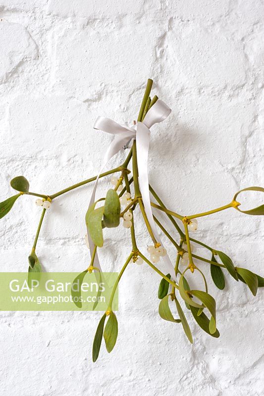 Viscum album - Bunch of Mistletoe hanging on white wall