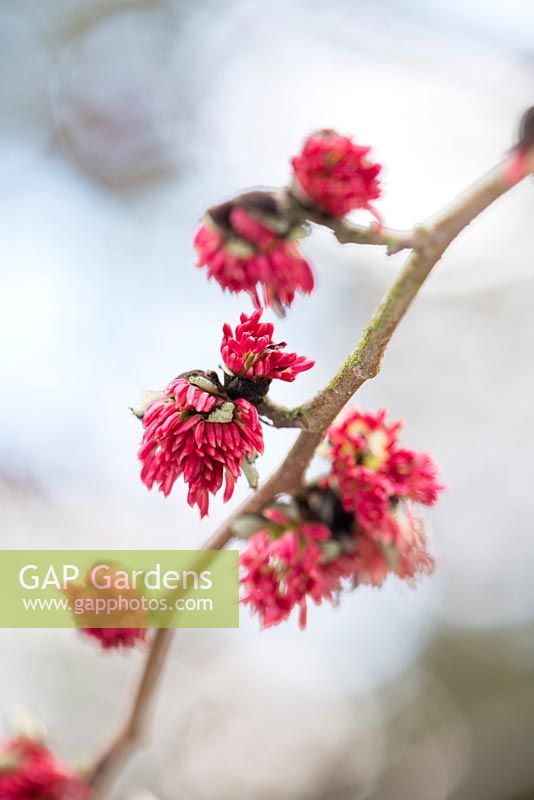 Parrotia persica. Close up of flowers