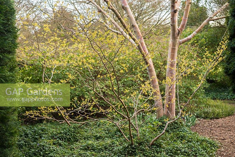 Hamamelis japonica 'Zuccariniana' in winter garden with Betula albosinensis var. septentrionalis and ground cover of Vinca minor