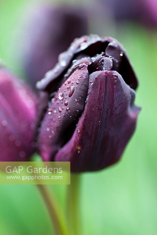Tulipa 'paul scherer' (3) 