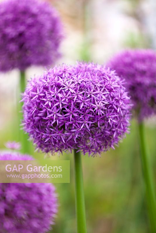 Allium 'pinball wizard' 