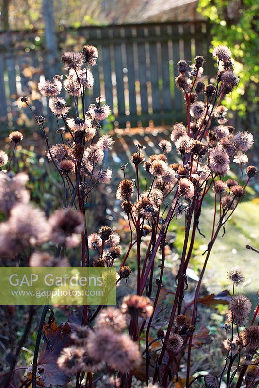 Ligularia Osiris 'Cafe Noir'