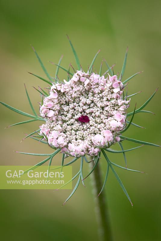 Daucus carota. Queen Anne's Lace. Emerging flower of Wild carrot. 