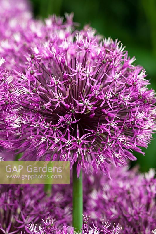 Allium jesdianum 'Early Emperor'