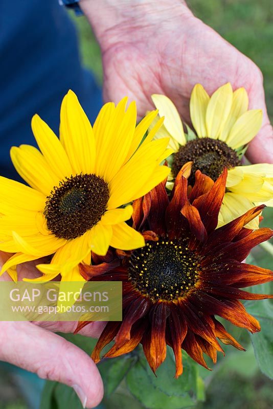 Person holding cut heads of sunflower 'Autumn Beauty' 